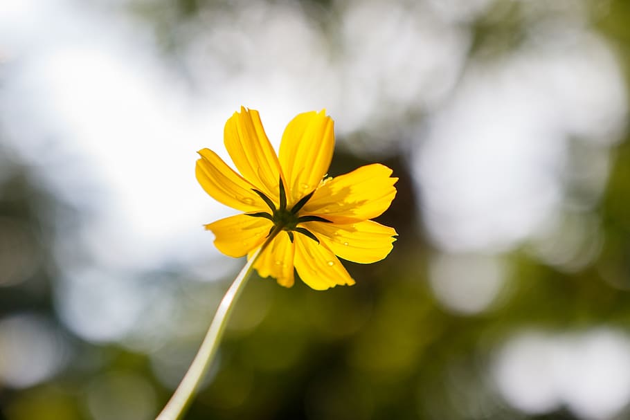yellow, single, freshness, flower, flowering plant, vulnerability HD wallpaper