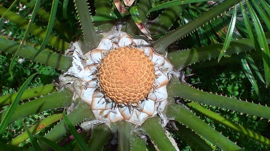 cycad cone, botanical, australia, plant, growth, leaf, plant part
