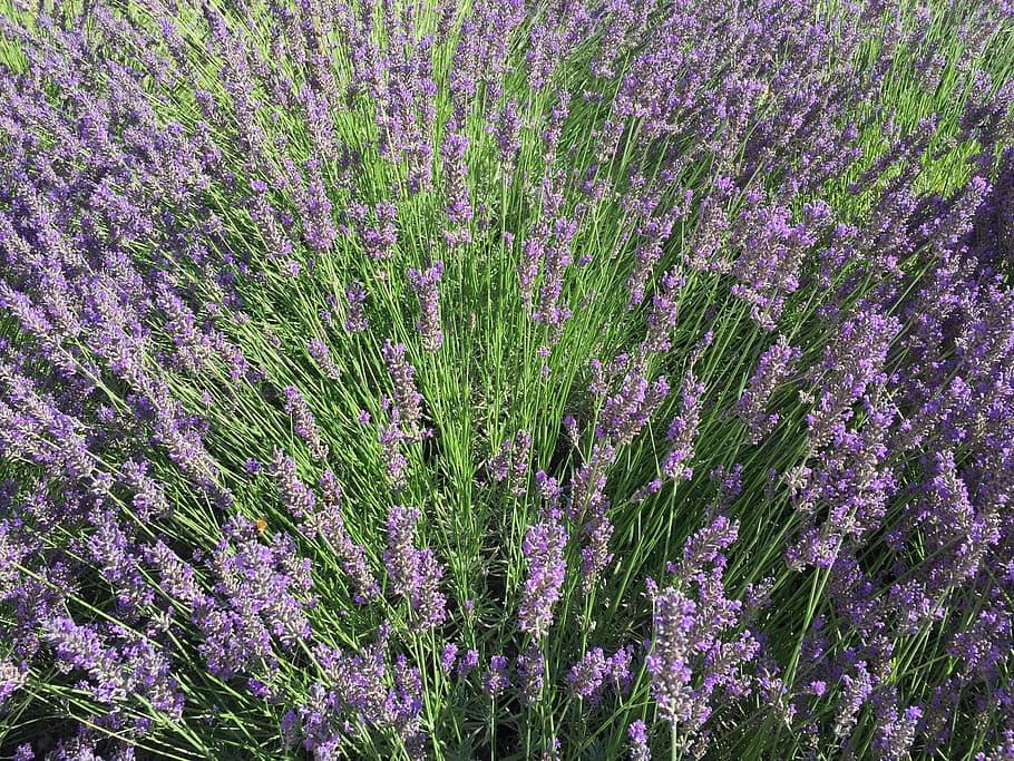 Lavender, Field, Bouquet, Spring, purple, flower, nature, plant HD wallpaper