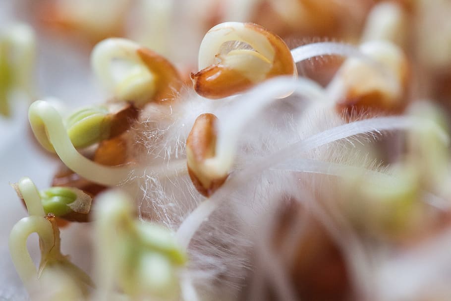 cress, seedling, plant, developing germ, embryophyta, germ leaves HD wallpaper