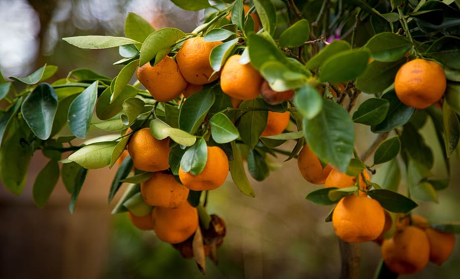 Oranges, Tree, Nature, Fruit, orange tree, leaves, fruits, in the tree, HD wallpaper