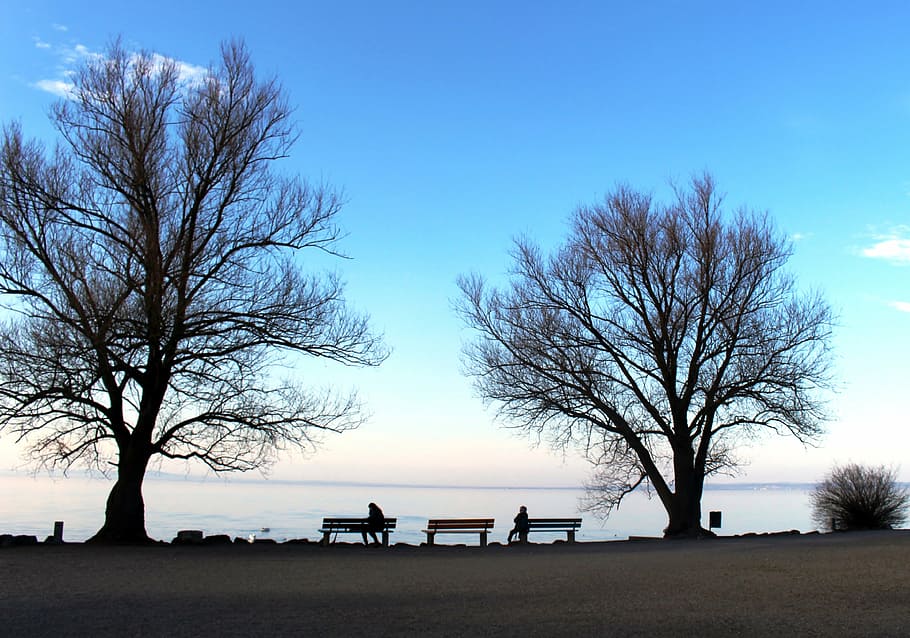 evening, mood, twilight, romantic, idyllic, trees, park benches HD wallpaper