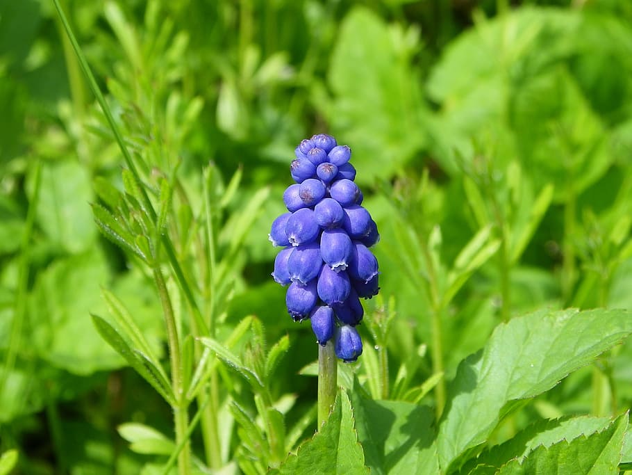 plants, nature, grass, green, park, violet, flower, meadow HD wallpaper
