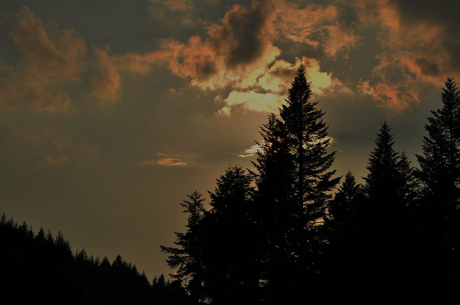 sky, clouds, sunset, tree, forest, spruce, evening, beauty in nature HD wallpaper