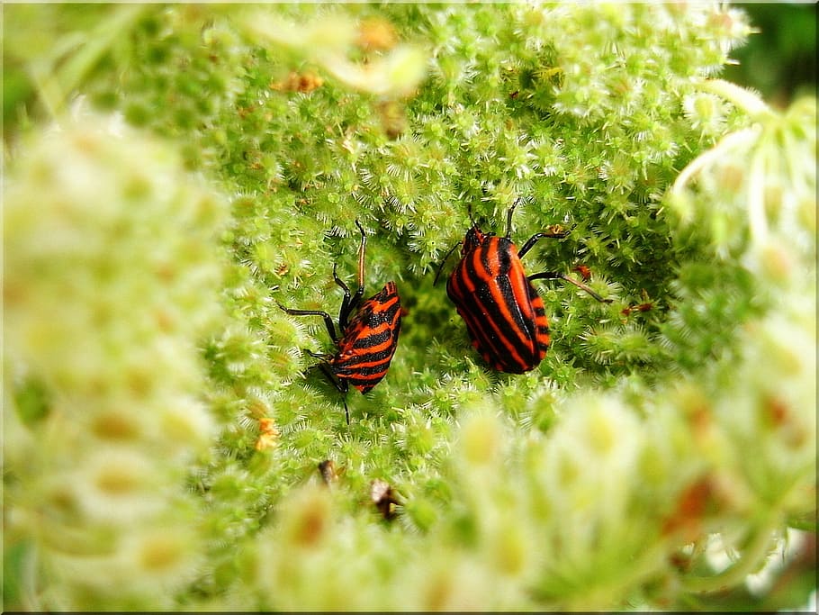 two black-and-orange striped stink bugs, meadow, wild, carrot HD wallpaper