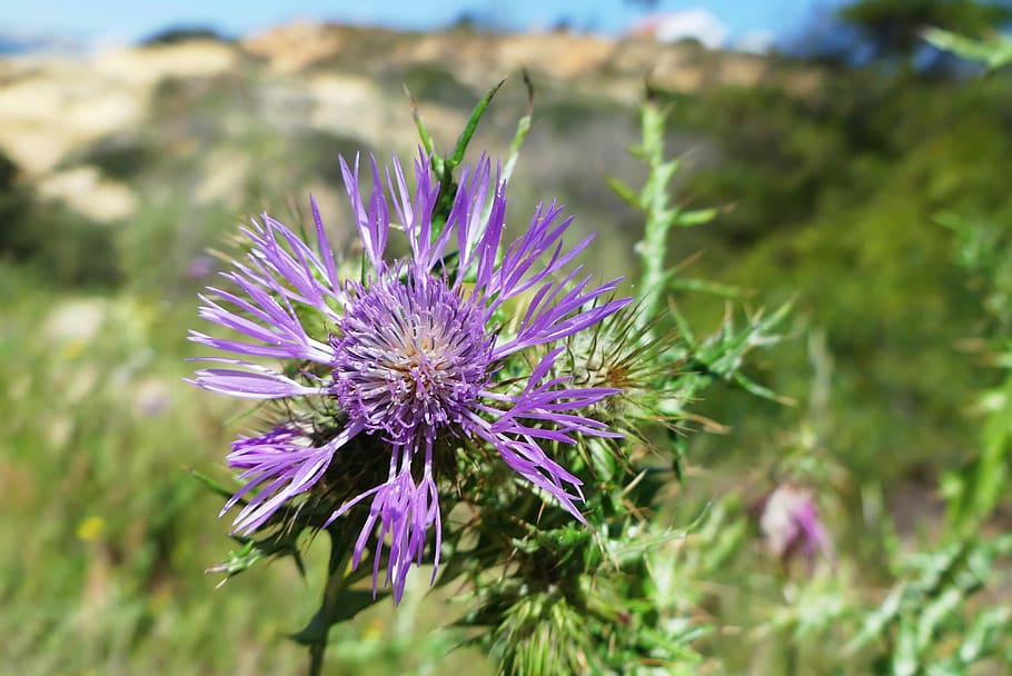 Flower, Thistle, Spring, Nature, flower of the field, purple HD wallpaper