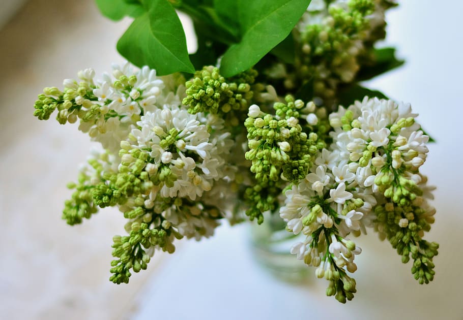selective focus photography of white petaled flower, lilac HD wallpaper