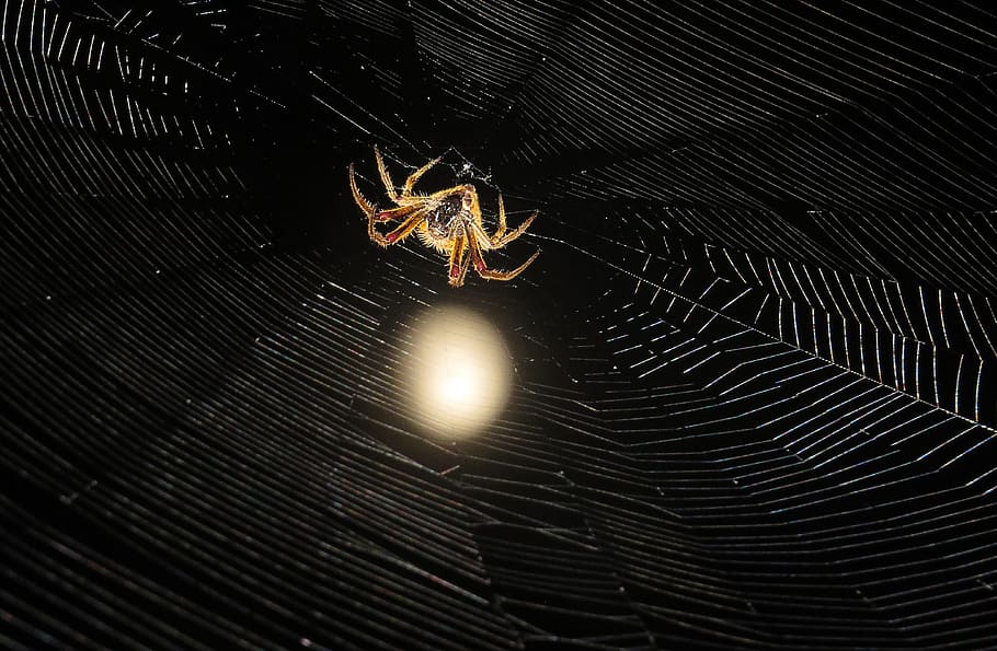 insect, spider night, macro, colombia, arachnid, animal themes HD wallpaper