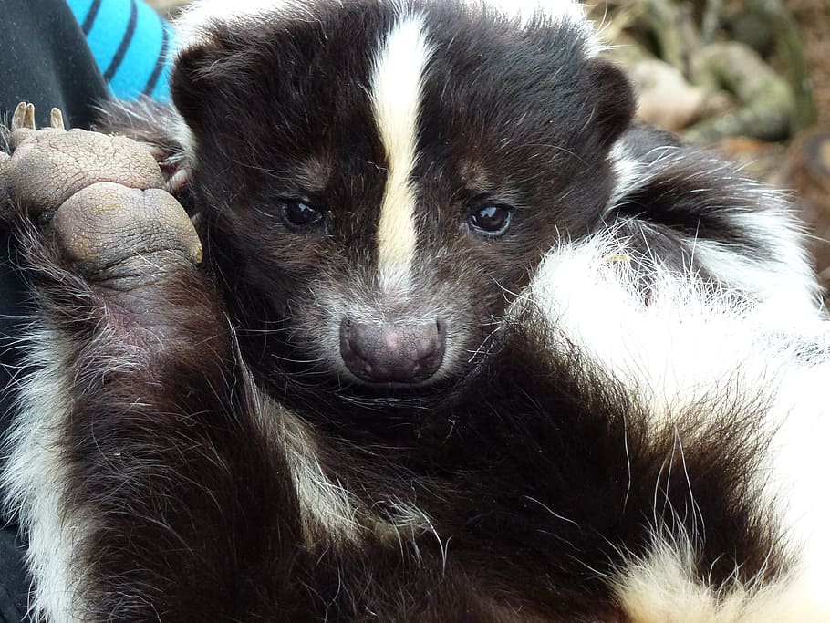 close-up photo of black and white skunk, longleat, rescued HD wallpaper