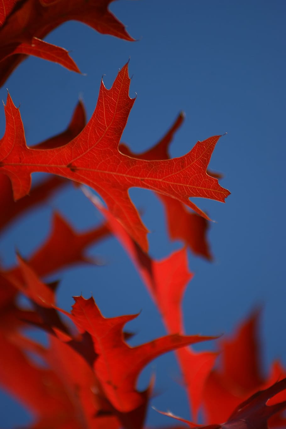 leaf, oak, red, blue, sky, leaves, fall, autumn, fall leaves, HD wallpaper