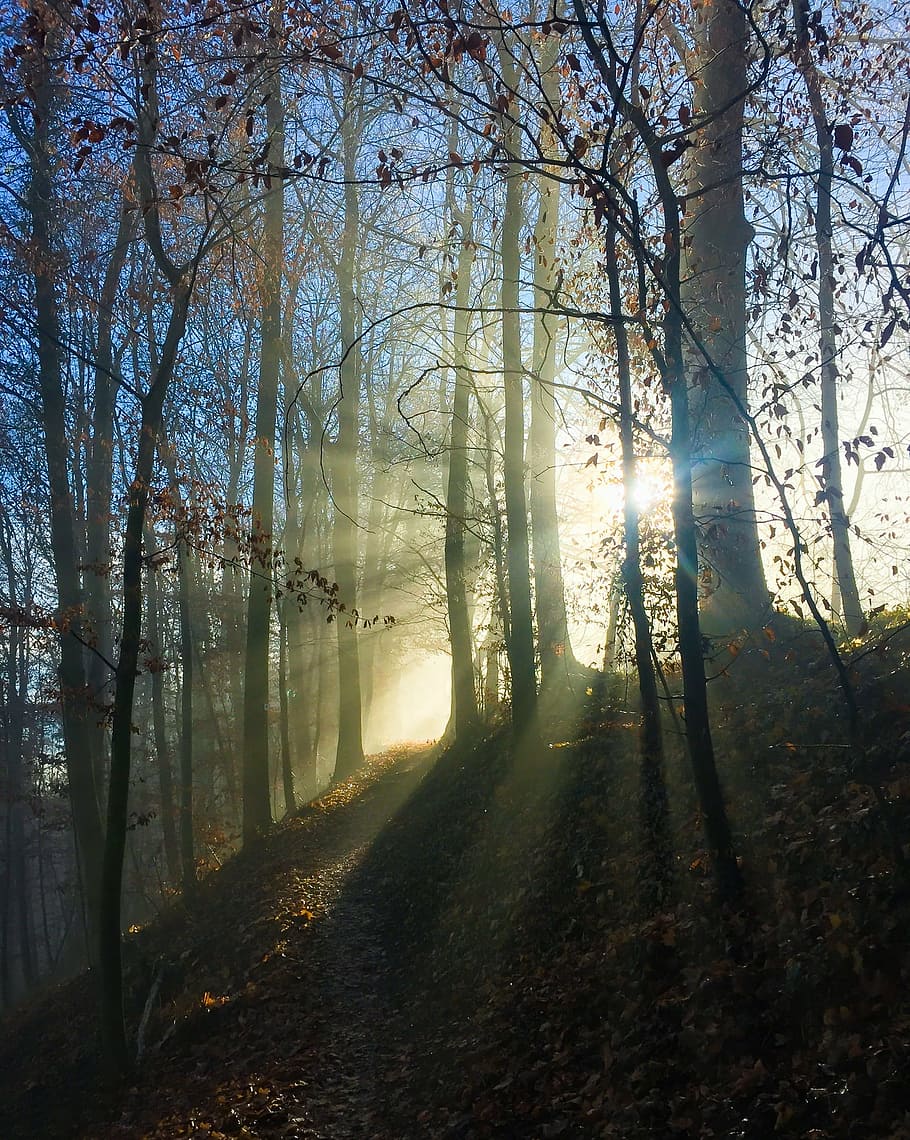 silhouette of trees hit by rays of sun during daytime, fog HD wallpaper