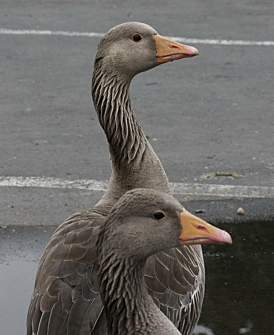 duck, beak, two, animals in the wild, bird, animal wildlife HD wallpaper