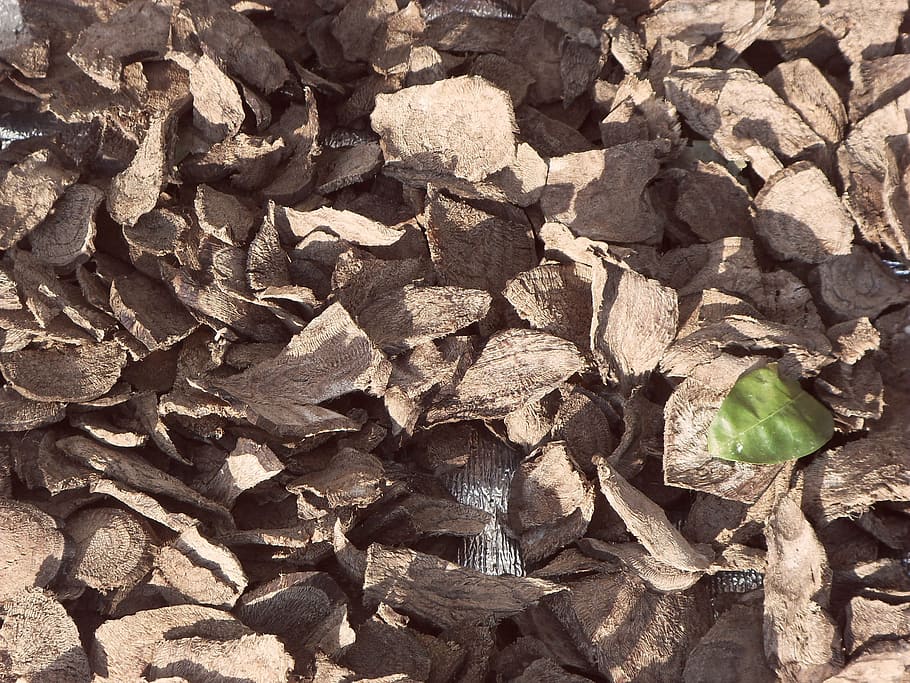 pattern, green, leaf, brown earth, plant part, nature, no people HD wallpaper