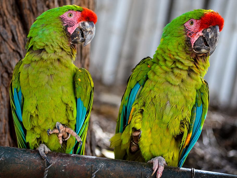 Birds, Parakeets, Animals, parrot, animal themes, two animals HD wallpaper