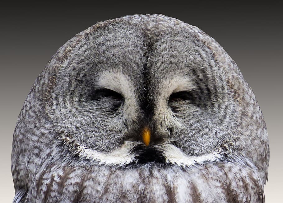 grey owl, animal, eagle owl, wisdom, plumage, bird, one animal HD wallpaper