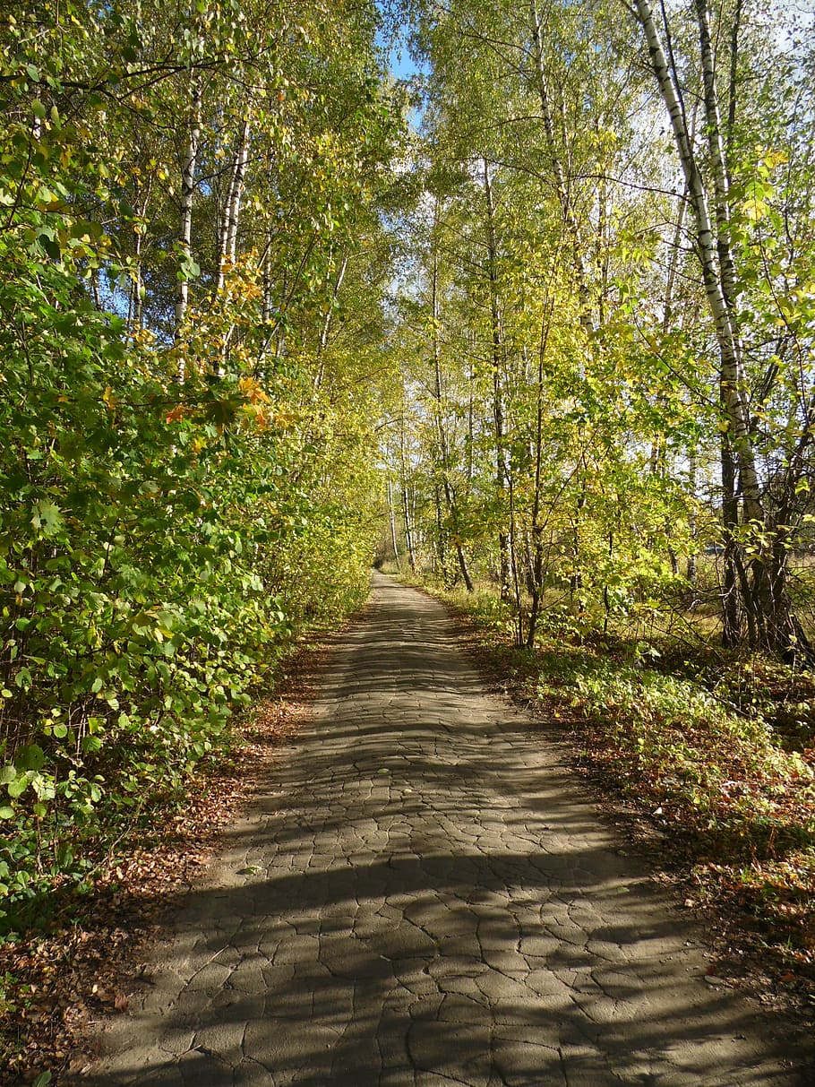 road, path, forest road, nature, trees, landscape, living nature HD wallpaper