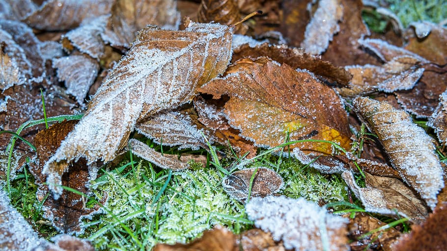 Hoarfrost, Leaves, Ice, eiskristalle, autumn, ground frost