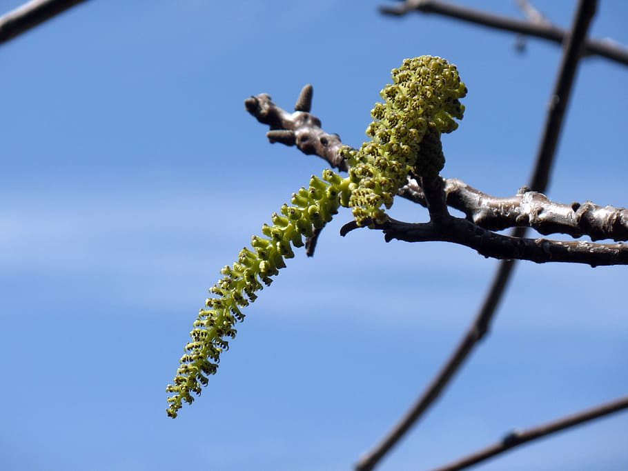flower, walnut, green, sky, tree, nature, blue, plant, no people HD wallpaper