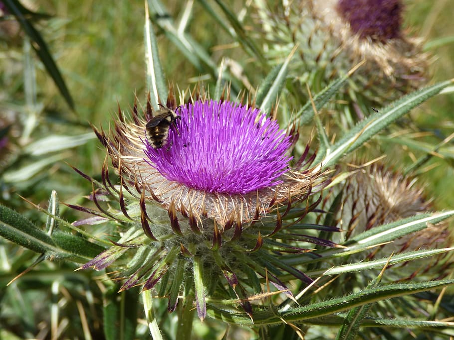 thistle, color, bee, floral pollen, nature, insect, mountain