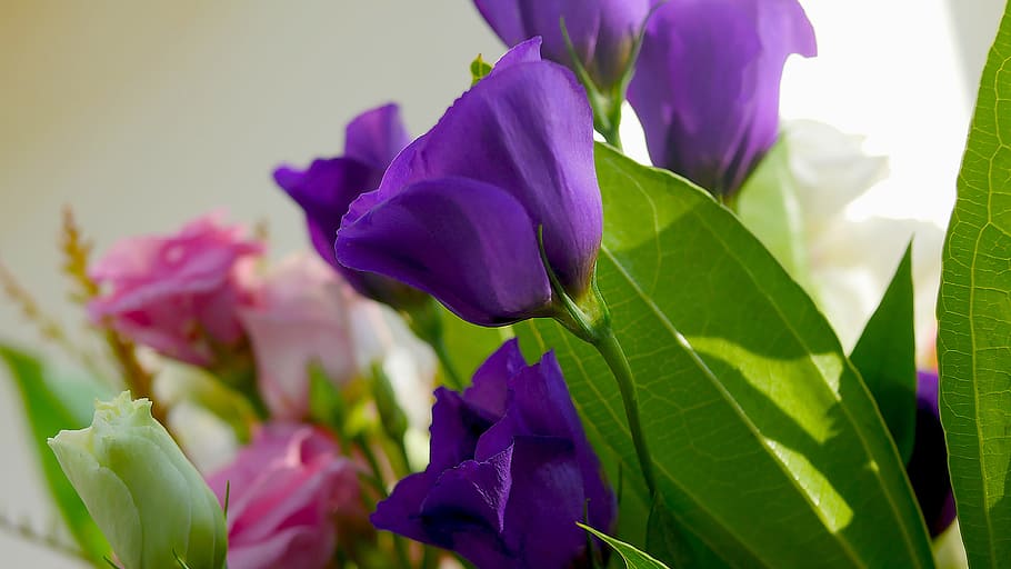 nature, flora, leaf, flower, garden, beautiful, color, floral HD wallpaper