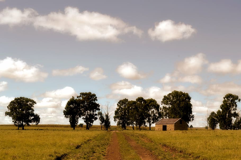 trees, farm, road, plant, landscape, sky, cloud - sky, environment HD wallpaper