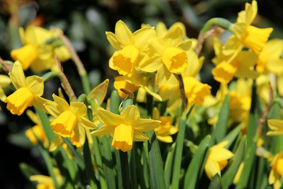 osterglocken, daffodils, yellow, spring, plant, close, flowering plant, HD wallpaper