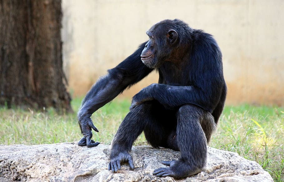 Wildlife photo of black monkey, chimpanzee, apes, sitting, mammal, HD wallpaper