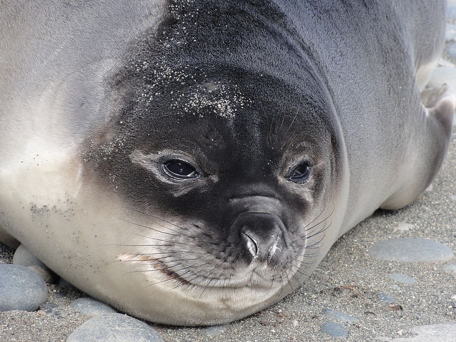 elephant seal, subantarctic, weaner, mirounga, animal, male, HD wallpaper