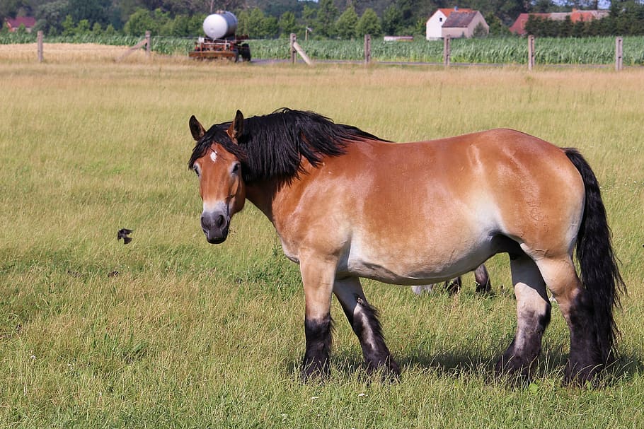 hd-wallpaper-cold-blooded-animals-horse-kaltblut-mare-pasture