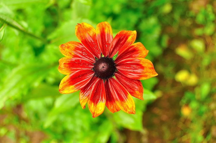 flower, rain, nature, drops, plant, after the storm, summer HD wallpaper
