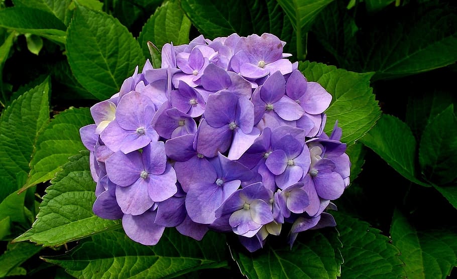 nature, garden, leaf, plant, flower, hydrangea, flowering plants HD wallpaper