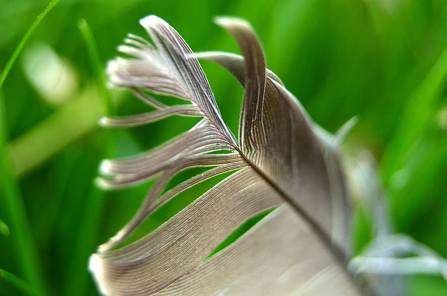 nature, flora, leaf, closeup, desktop, green color, close-up HD wallpaper