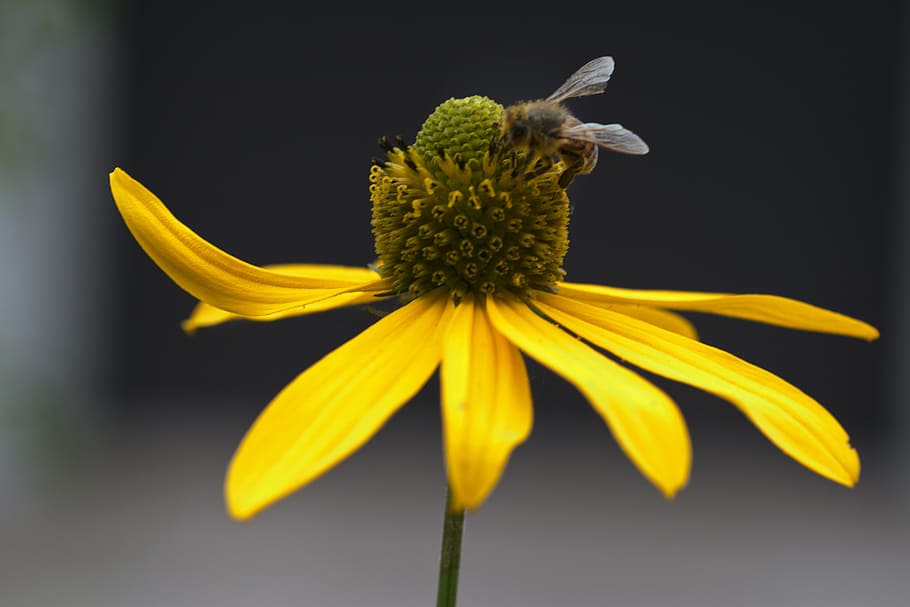 flowers, macro, sun hat, flowering plant, flower head, yellow HD wallpaper