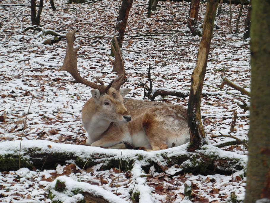 Hirsch, Fallow Deer, Winter, Snow, forest, blade, antler, flock HD wallpaper