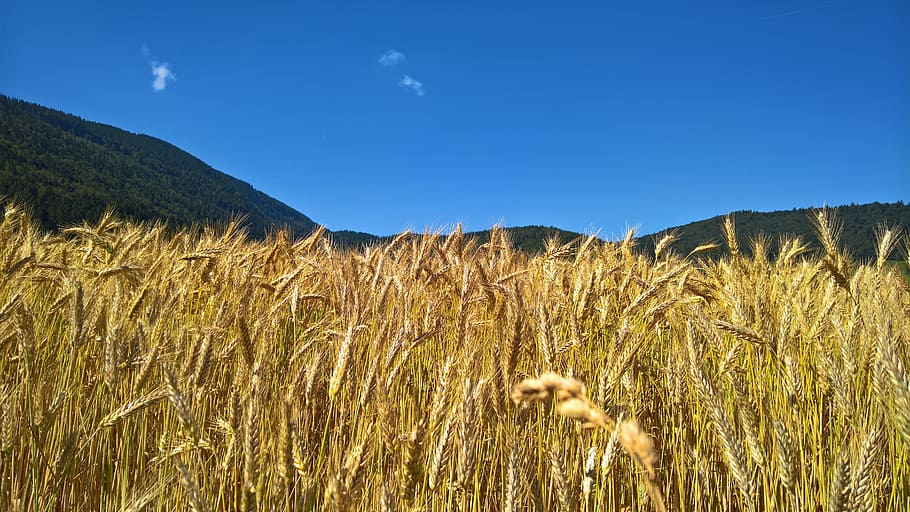 Nature, Wheat, Cereals, Cornfield, landscape, agriculture, cereal plant HD wallpaper