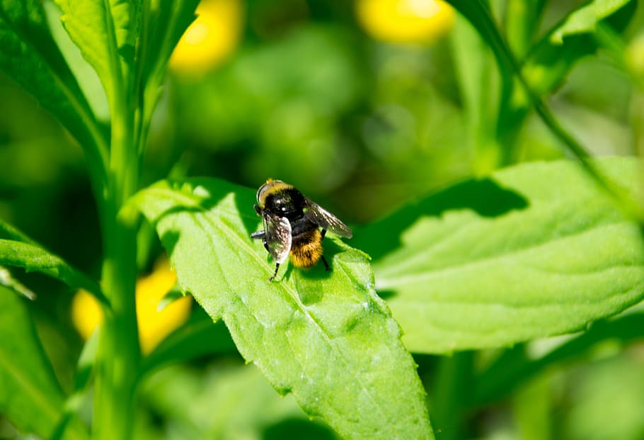 bee, nature, flower, insect, sprinkle, close, macro, leaf, worker bee HD wallpaper