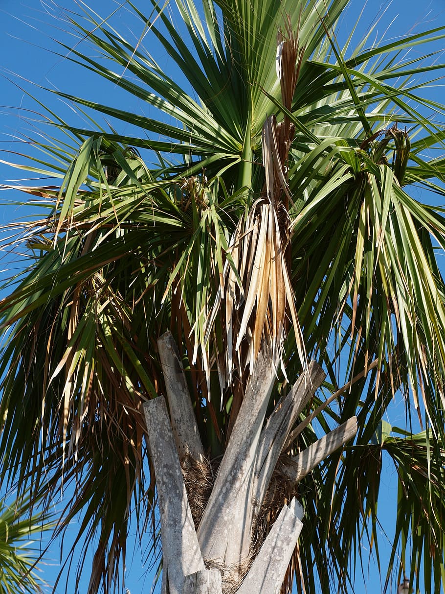 palm, palm tree, tropical, frond, plant, tropical climate, growth HD wallpaper