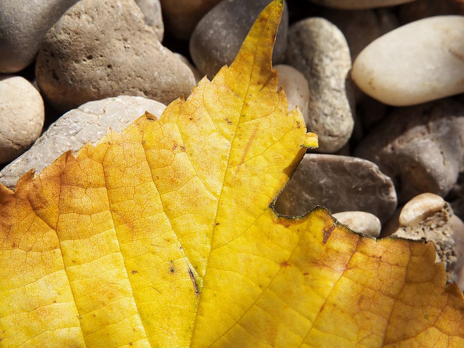 leaf, autumn, yellow, background, greeting card, mood, leaves HD wallpaper