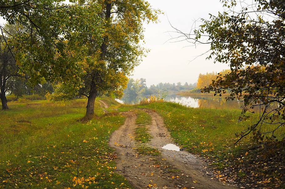 pathway near trees, autumn, forest, walking paths, leaves, grass HD wallpaper
