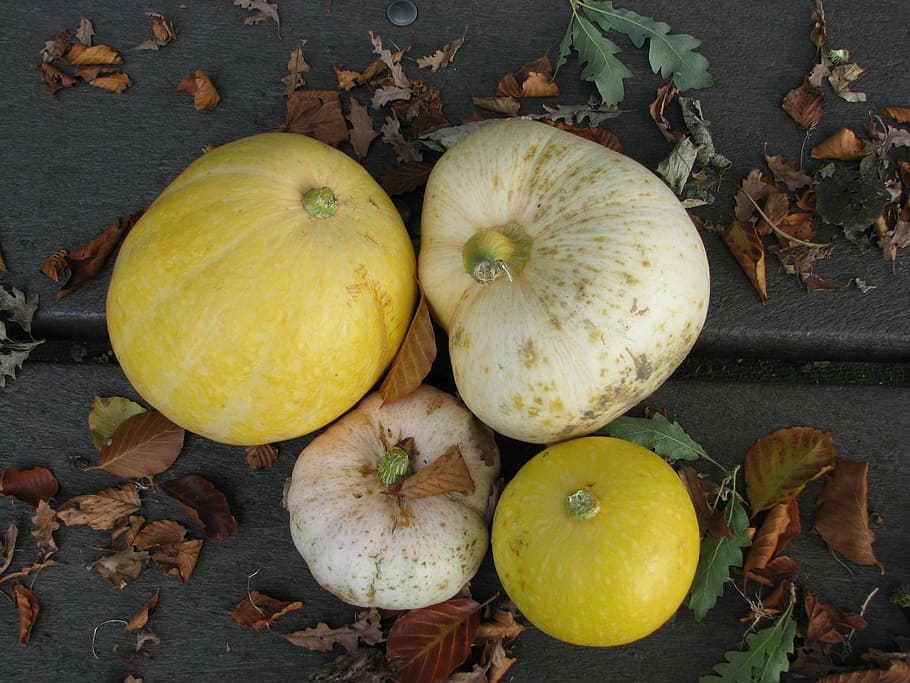autumn, pumpkin, yellow, vegetable, food, nature, leaf, season HD wallpaper