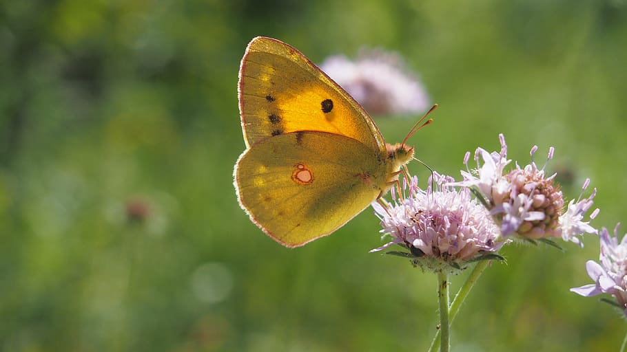 butterfly, nature, macro, flower, insect, animal wing, invertebrate HD wallpaper