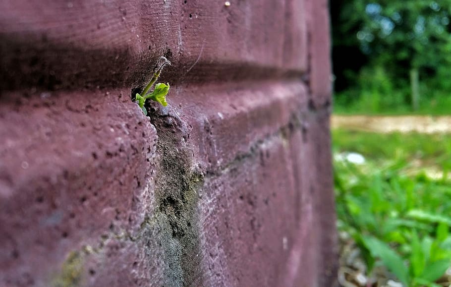 plant, macro, wall, selective focus, nature, green color, day HD wallpaper