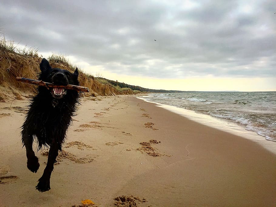 Dog, Beach, Stick, running, sea, one animal, sand, sky, land HD wallpaper