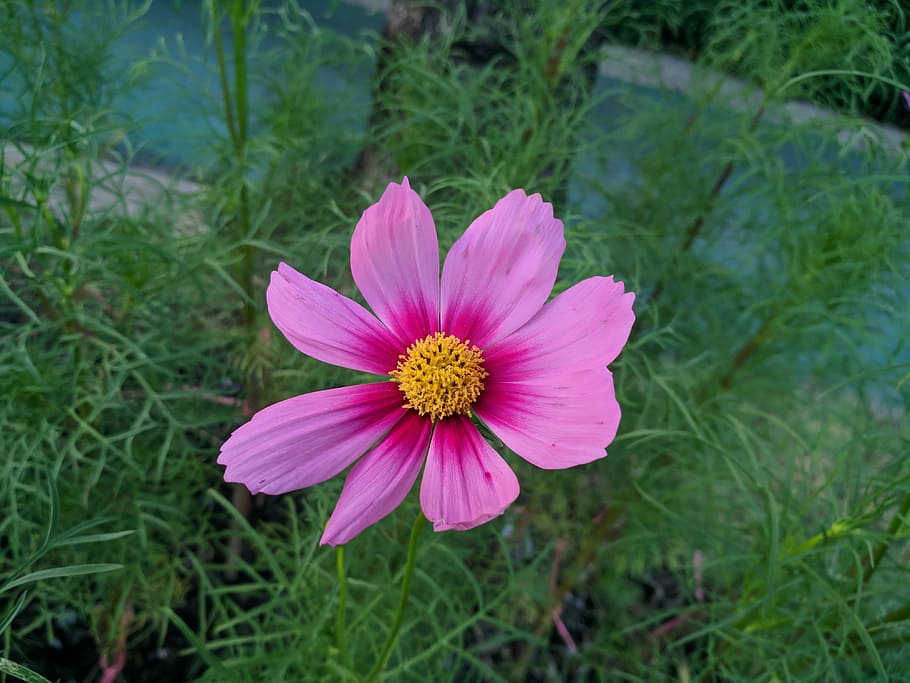 nature, summer, flower, flora, grass, cosmos flower, flowering plant HD wallpaper