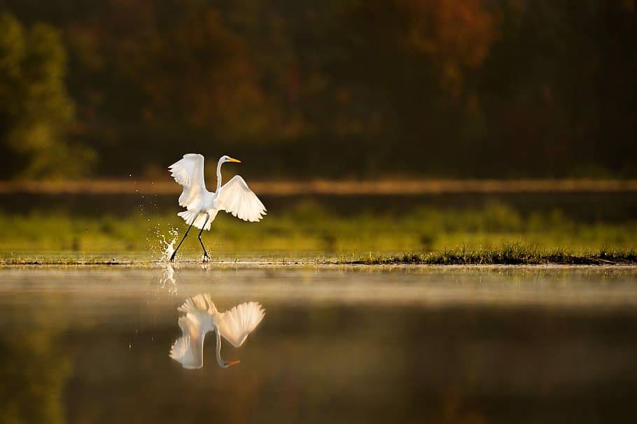 white crane bird walking near body of water, white bird running on water with reflection on water HD wallpaper