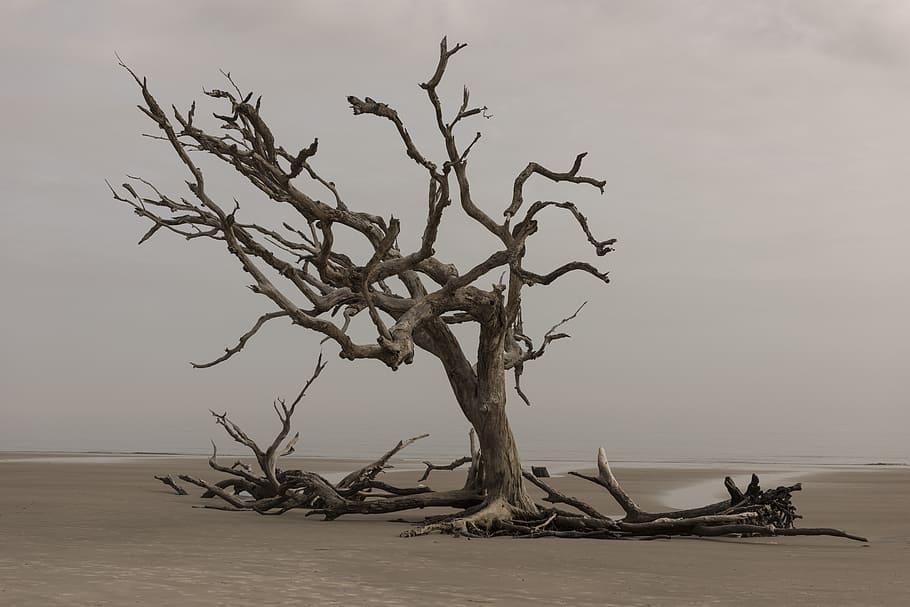 brown wooden tree, nature, landscape, water, outdoors, dry HD wallpaper