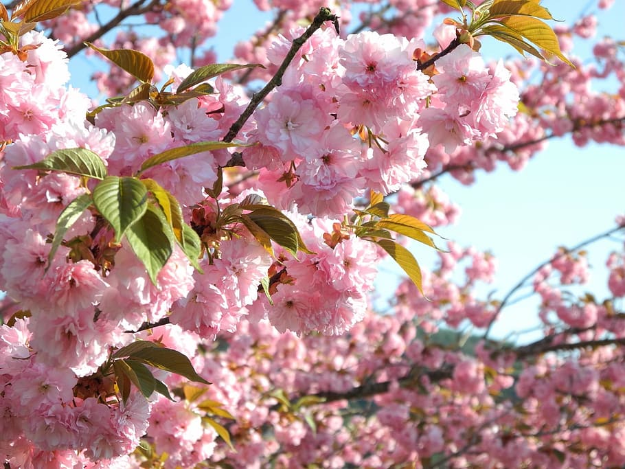 pink cherry blossom vector art, takayama, hida, yasukunidera, HD wallpaper