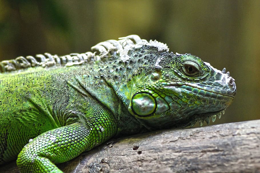 lizard, zoo, reptile, scale, scaly, green, animal, animal themes HD wallpaper