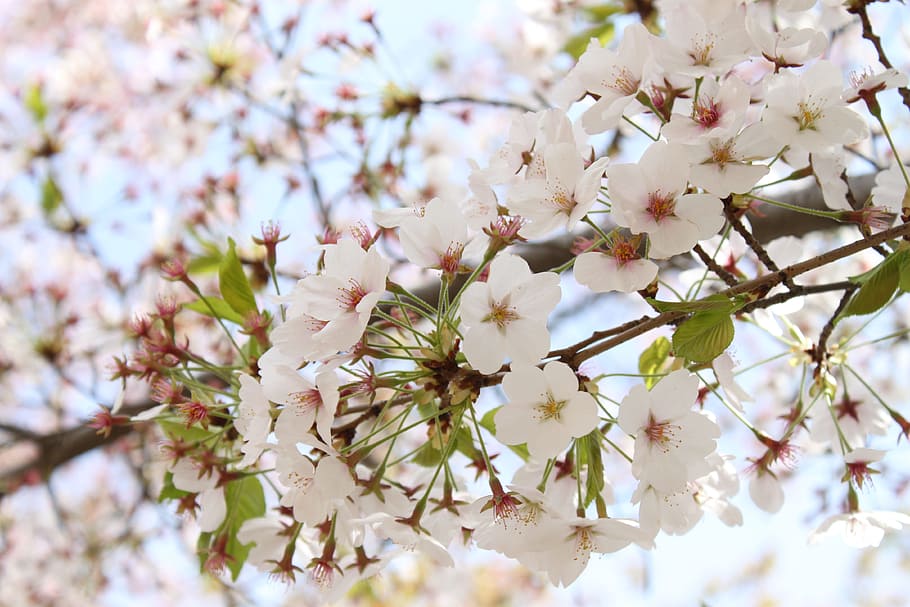 cherry blossoms, spring, warm, flowering plant, fragility, freshness HD wallpaper
