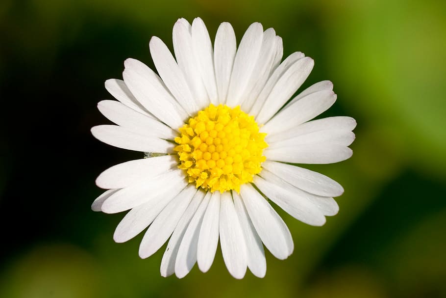 selective photo of daisy flower, macro, garden, innocence, meadow HD wallpaper
